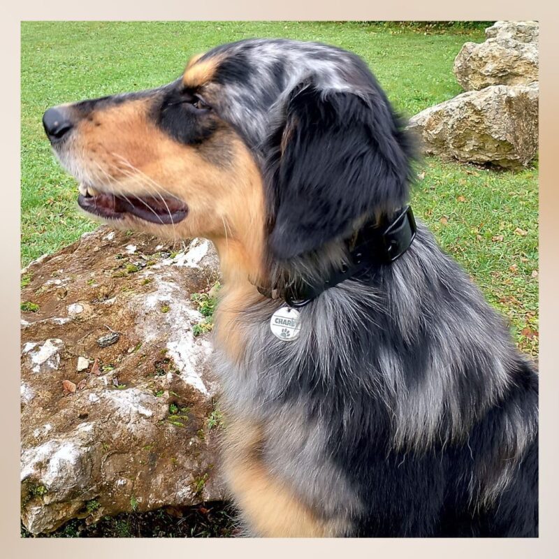 Edelstahl Hundemarke mit Gravur - ⌀25mm oder 30mm - Personalisiert mit Name, Motiv und Text - Runder Anhänger für Halsband als Tiermarke für Hunde und Katzen – Bild 3